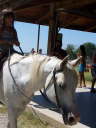Cavalli - L'Equipe d'Animazione Porto Kaleo 2006 - 022